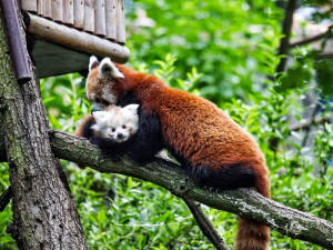 VIDEO: Rozkošný přírůstek do zvířecí rodiny. V brněnské zoo poprvé odchovali mládě pandy červené