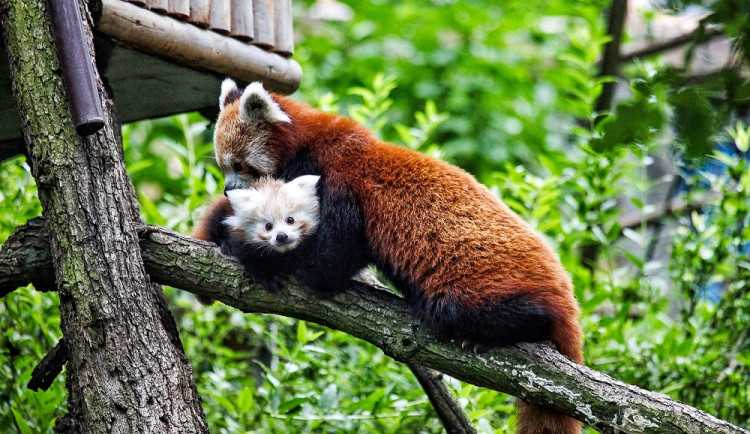 Mládě pandy červené s matkou