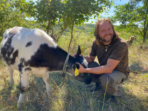 Na jižní Moravě přibývá míst, která spásají ovce a kozy