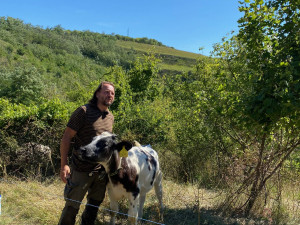 Na jižní Moravě přibývá míst, která spásají ovce a kozy