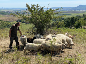 Na jižní Moravě přibývá míst, která spásají ovce a kozy