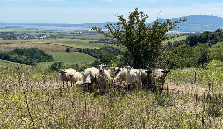 Na jižní Moravě přibývá míst, která spásají ovce a kozy