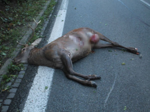 Srážka s jelenem majiteli zdemolovala auto. Nehody se zvěří se povinně musí hlásit policii