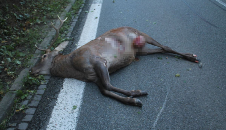 Jelen zaplatil životem