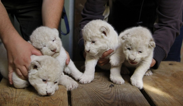 VIDEO: V hodonínské zoo se už podruhé narodila vzácná bílá lvíčata