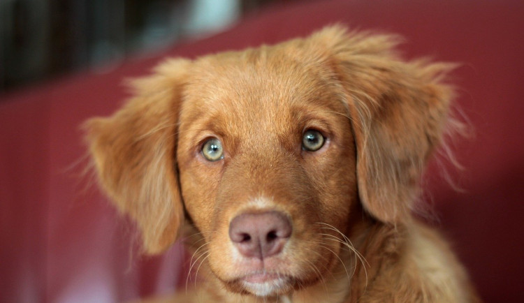 Psí oči nepomůžou, útulky potřebují i finance