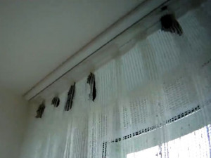 VIDEO: Ženě se do bytu na Lesné nastěhovalo 70 netopýrů