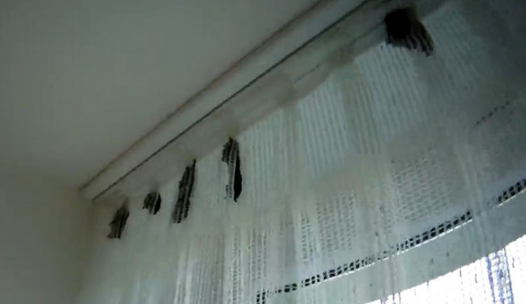 Do bytu se ženě nastěhovalo 70 netopýrů