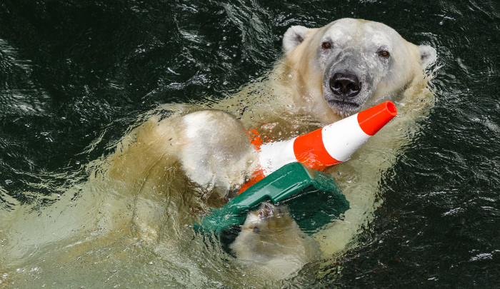 Brněnská zoo za 12,6 milionu rozšířila expozici lední medvědice
