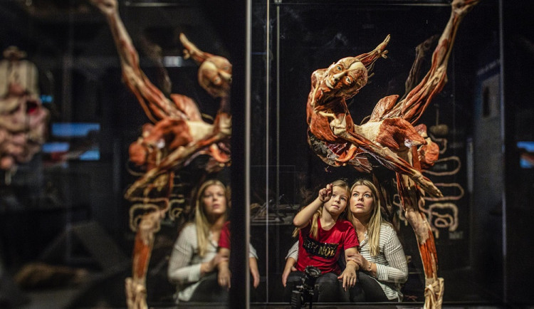 Co se skrývá pod kůží? V Brně měla začít unikátní výstava o lidském těle, organizátoři ji odložili na neurčito