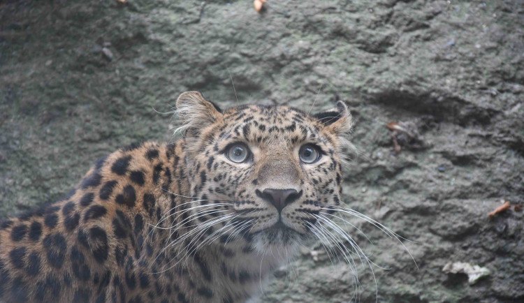 Nové kočky v Liberci. Zoo se může pochlubit levhartem i oceloty