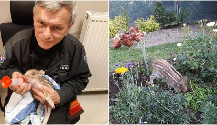 Pavel Antonín vychovává Korinu