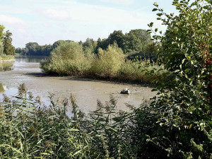 Jihomoravští hasiči měli v pátek napilno, museli vyprošťovat z bahna muže a koně z bazénu