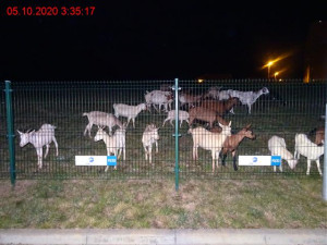 FOTO: Studenti VUT mohli v noci na pondělí vidět na kolejích kozy