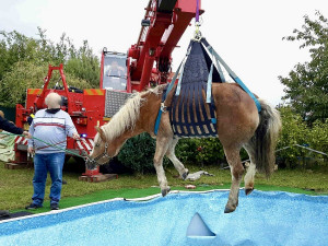Hasiči museli vytáhnout muže z bahna a koně z bazénu