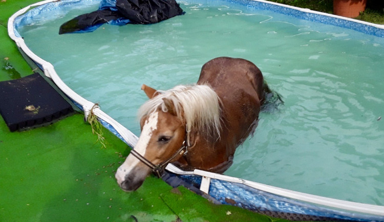 Hasiči museli vytáhnout muže z bahna a koně z bazénu