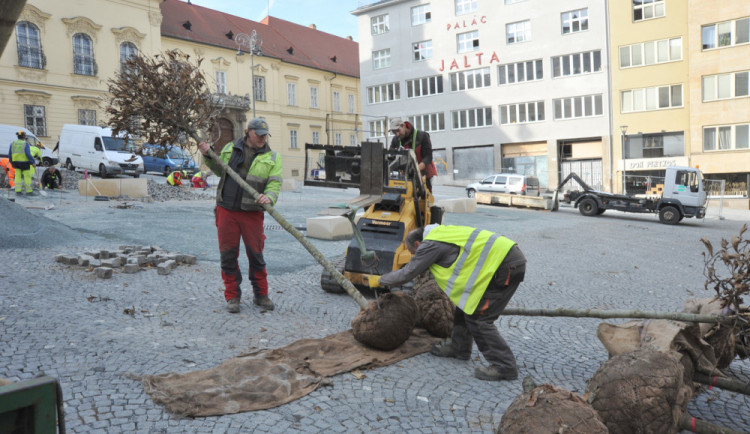 Pracovníci Veřejné zeleně zasadili platany v listopadu 2018