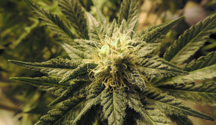 Větší než malé množství marihuany. Okresní soud chce změnit způsob, jakým se určuje kriminalizace nakládání s konopím