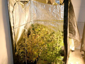 Dva mladíci ze Znojemska pěstovali trávu a prodávali ji do Rakouska. K tomu pak rozjeli i obchod s extází