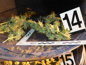 Dva mladíci ze Znojemska pěstovali trávu a prodávali ji do Rakouska. K tomu pak rozjeli i obchod s extází