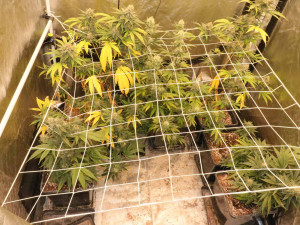 Dva mladíci ze Znojemska pěstovali trávu a prodávali ji do Rakouska. K tomu pak rozjeli i obchod s extází