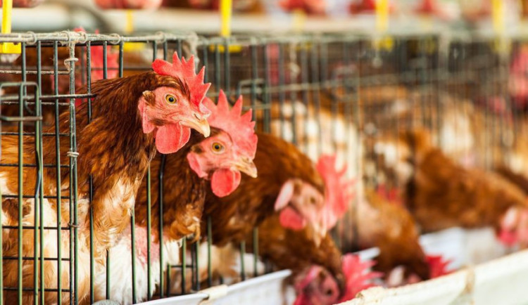 Senátor Canov je proti zákazu klecových chovů. Za svůj postoj čelí ostré kritice