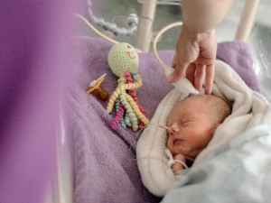 Špilberk se v pondělí purpurově rozzáří, barvou králů připomene Světový den předčasně narozených dětí