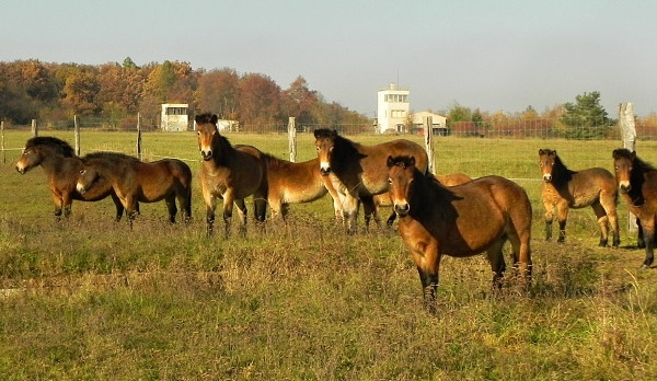 Když příroda vzkvétá. Stádo divokých koní v Podyjí se letos rozrostlo o další hříbátka, daří se i krajině