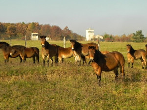 Když příroda vzkvétá. Stádo divokých koní v Podyjí se letos rozrostlo o další hříbátka, daří se i krajině