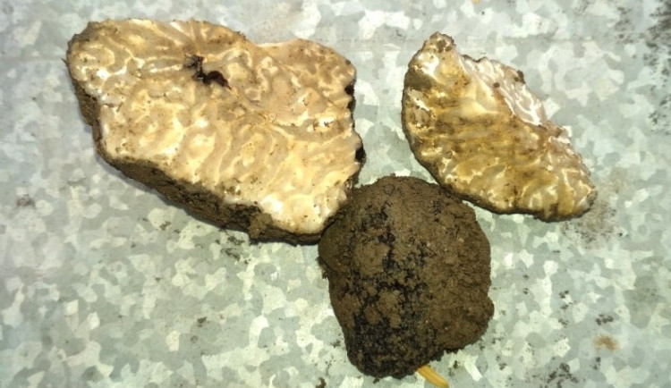 Botanici vykopali v Brně při rutinním podzimním rytí vzácné lanýže