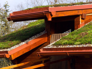 Brno podpoří dotacemi zájemce o zelené střechy, chce využít srážkovou vodu