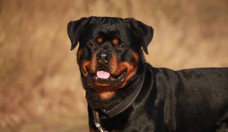rottweiler-2007652_1920