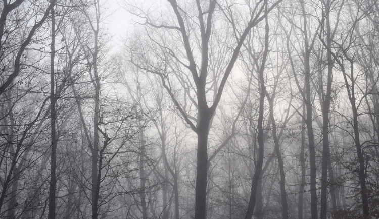dawn-trees-through-the-fog-2009222_1920