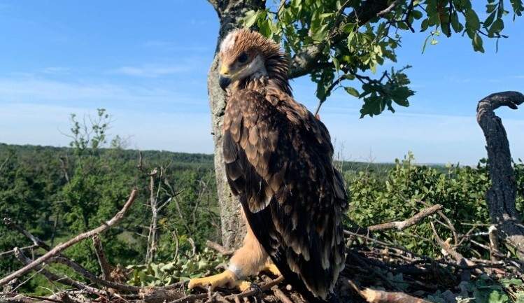 Vzácným orlům královským se na jižní Moravě daří. Letos vyvedli sedm mláďat