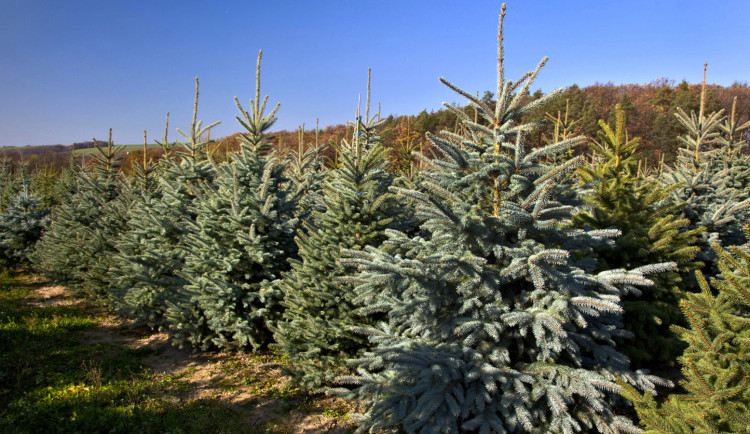 Vánoční stromky Bača