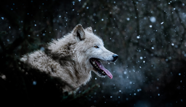 S fotografií arktického vlka z brněnské zoo vyhrál brněnský fotograf Matyáš Slavík prestižní cenu