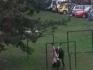 Lidé zavolali policii na myslivce, který na sídlišti v Brně stahoval divočáka. Nic neprovedl, zjistili strážníci