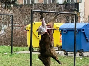 Lidé zavolali policii na myslivce, který na sídlišti v Brně stahoval divočáka. Nic neprovedl, zjistili strážníci