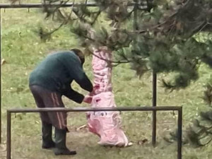 Lidé zavolali policii na myslivce, který na sídlišti v Brně stahoval divočáka. Nic neprovedl, zjistili strážníci