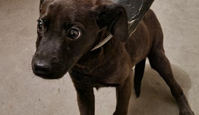 Nalezená fenečka Vína