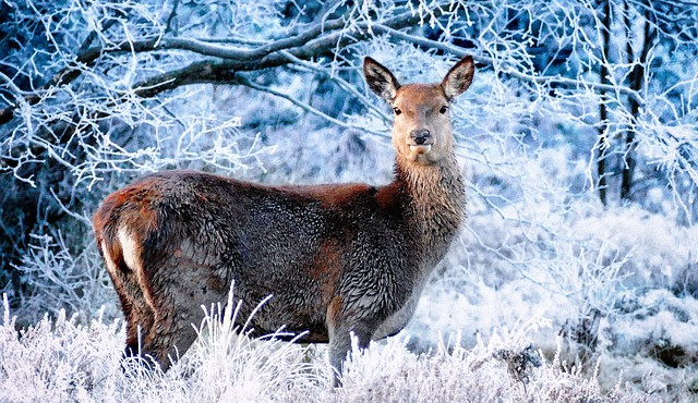 U Lesního koupaliště je nový krmelec. Na pečivo a zbytky z kuchyně ale zapomeňte