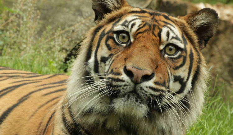 Rok 2021 v brněnské zoo: výměna levhartů za tygry a nový žirafí samec