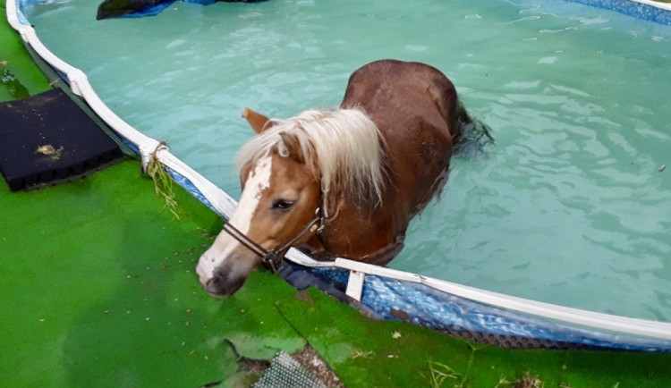 KRIMI PERLY ROKU 2020: Kozy na VUT, kůň v bazénu a léto ve znamení onanistů 1/3
