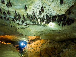 Vědci napočítali v jeskyni na Turoldu víc než 600 netopýrů, létají sem přečkat zimu