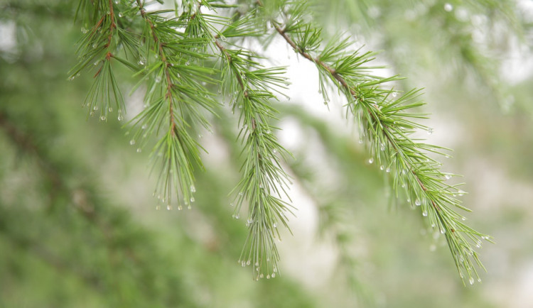POČASÍ NA SOBOTU: Ráno slunce, odpoledne déšť. Teploty až k devíti stupňům