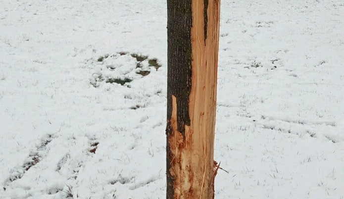 Majitelky cvičily se psy zákus. Ti poničili několik stromů