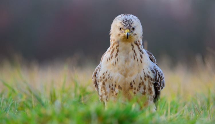 Káně lesní. Zdroj: Petr Muláček.