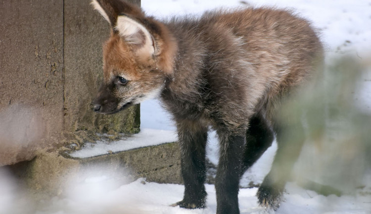 Vlk hřivnatý už se zabydluje v novém domově