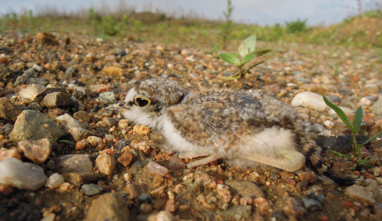 Zahubíte ohrožené ptáky, spílají ornitologové na územní plán Brna