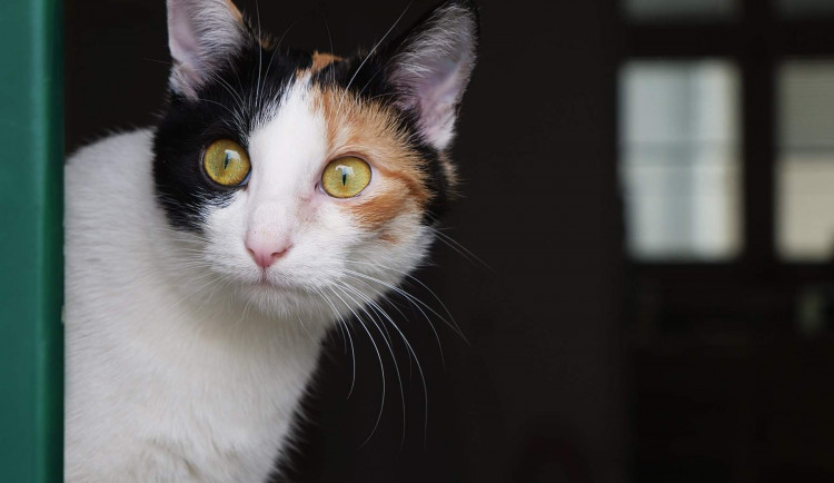 Veterináři v Brně: Víc lidí si za pandemie pořídilo psa či kočku